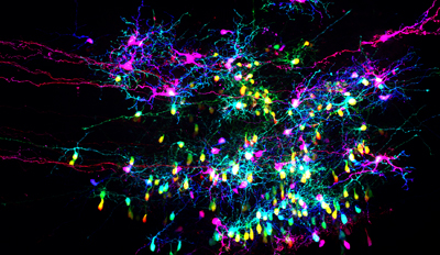 intermingled retinal arbors